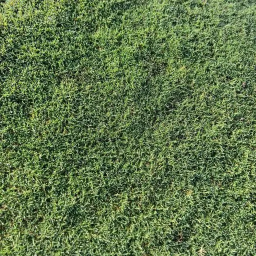 Celebration Hybrid Bermudagrass Texture