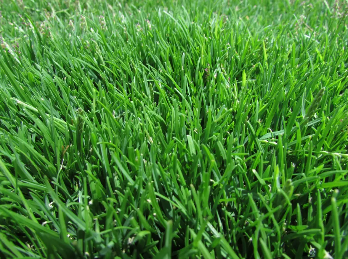 Emerald Zoysia Texture