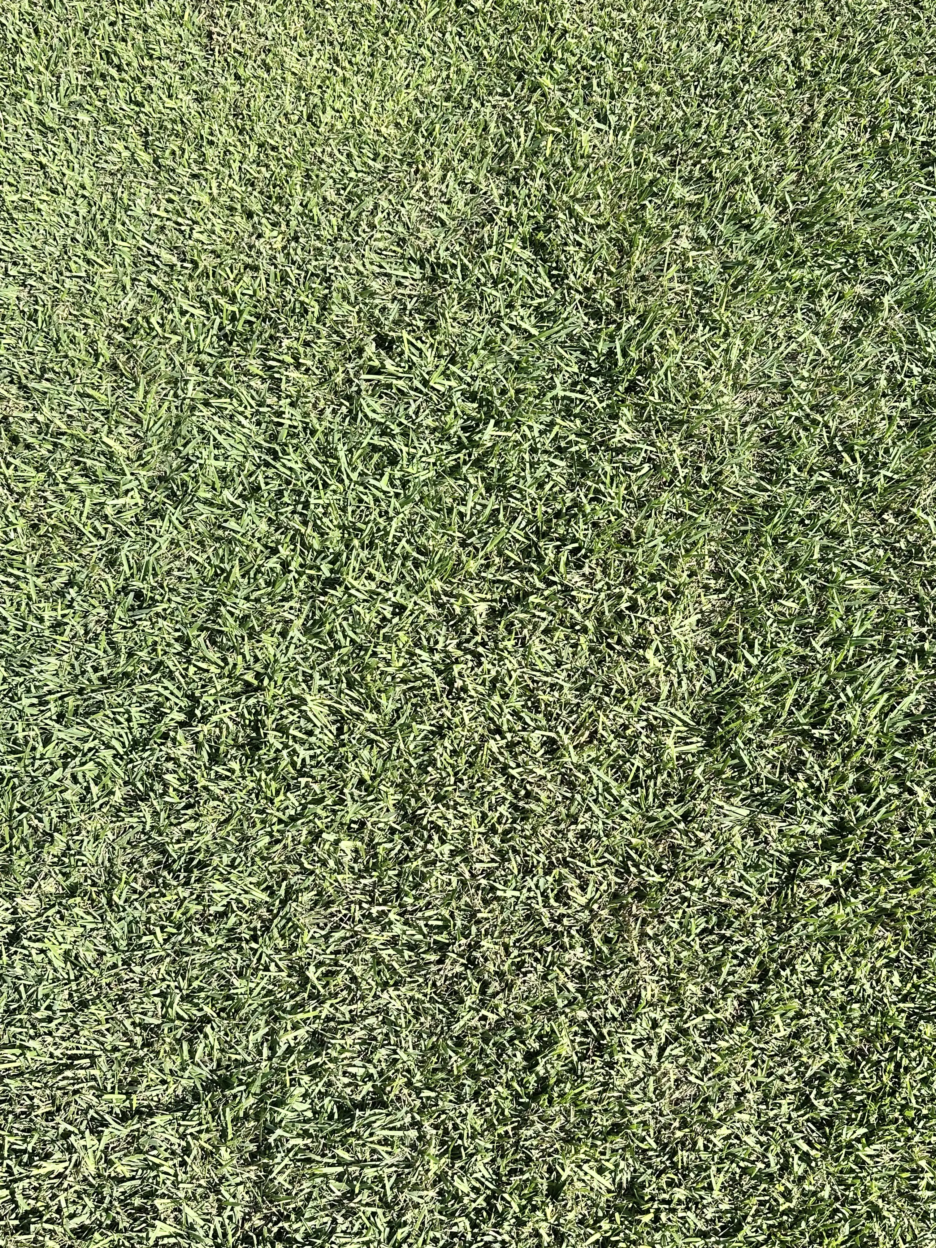 Palisades Zoysia Texture