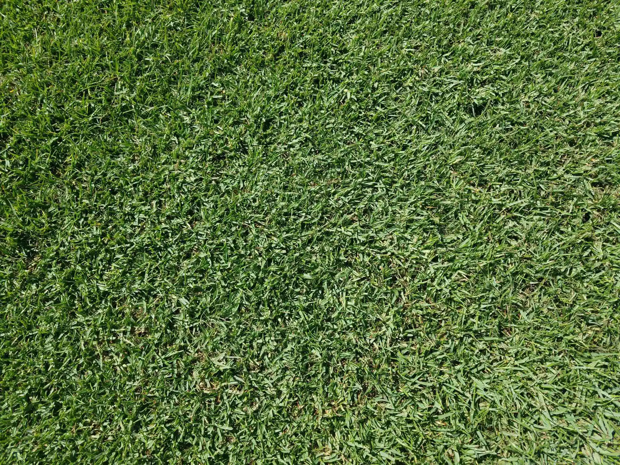 Paspalum Texture