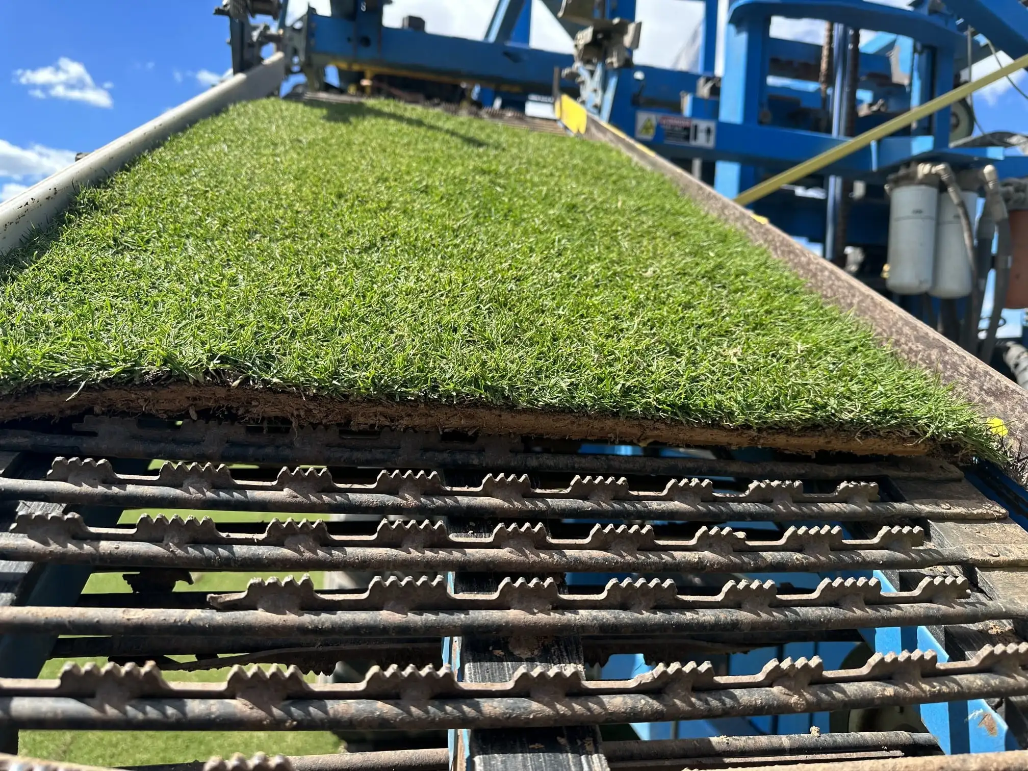 Platinum TE Seashore Paspalum Block