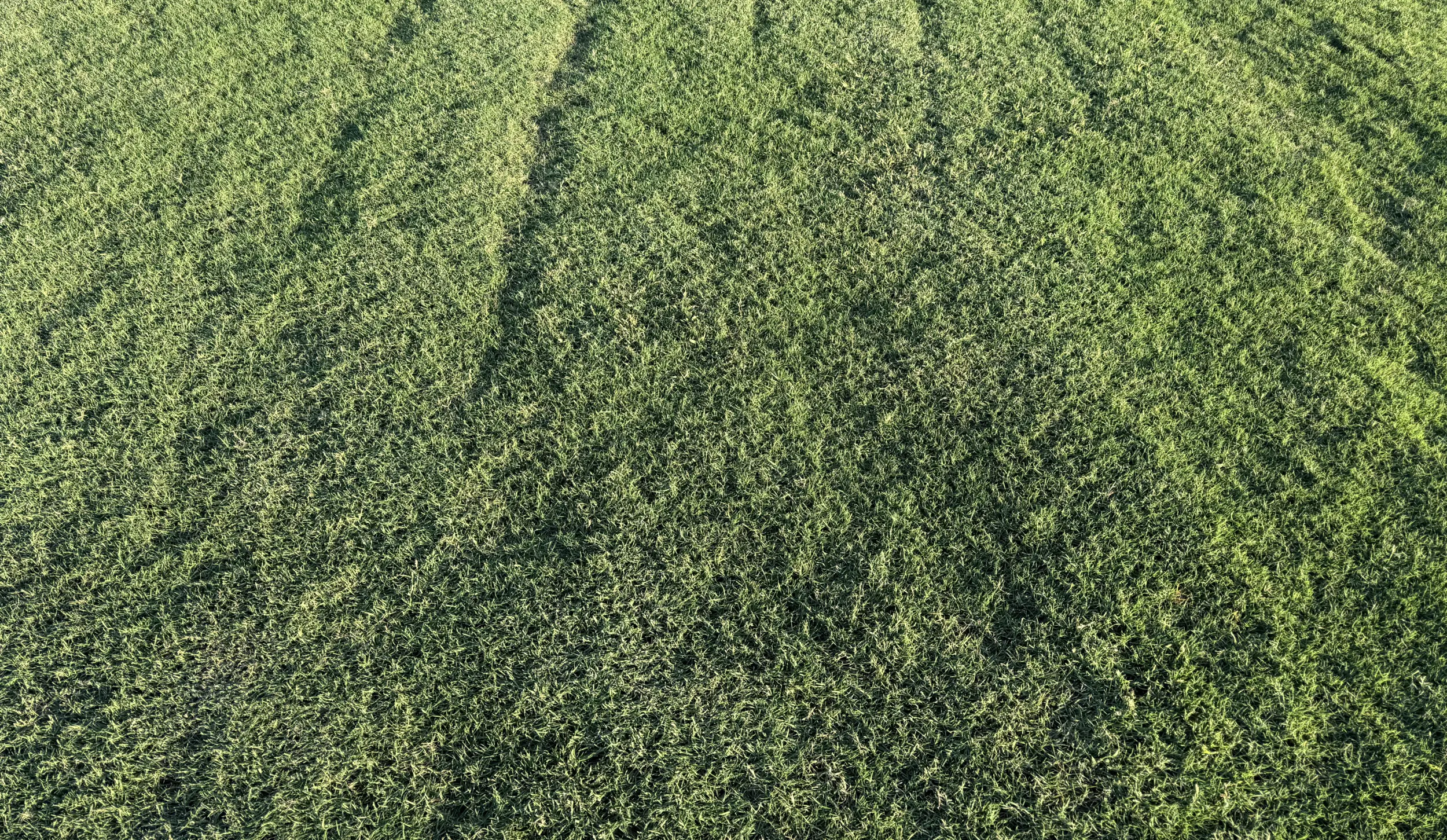 Tahoma 31 Bermudagrass Texture