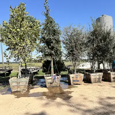 Assorted Tree Offerings