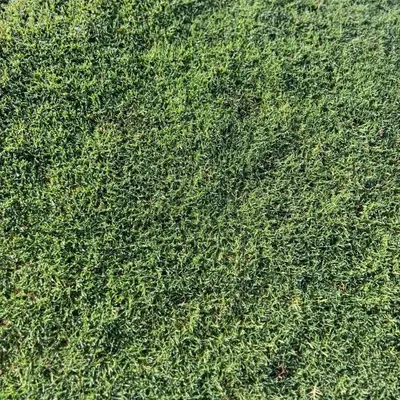Celebration Hybrid Bermudagrass Texture