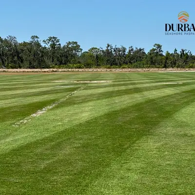 Durban Seashore Paspalum Field