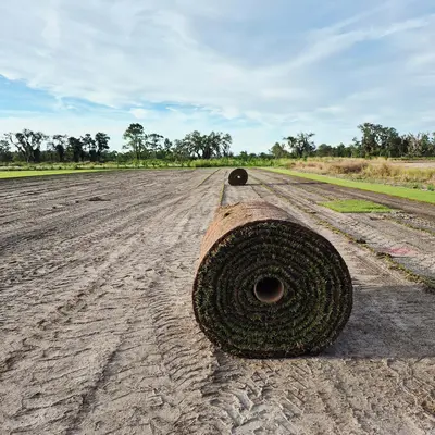 Durban Seashore Paspalum Roll