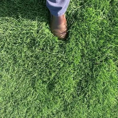 Durban Seashore Paspalum Texture