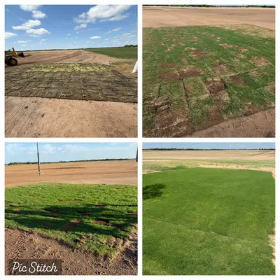 Durban Seashore Paspalum Growth