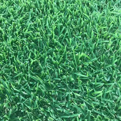 Durban Seashore Paspalum Texture