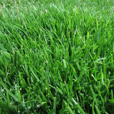 Emerald Zoysia Texture