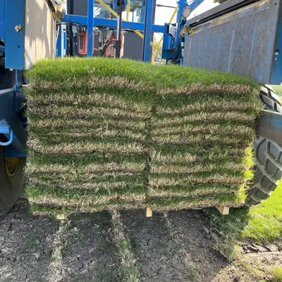 Iron Cutter Bermudagrass Pallet