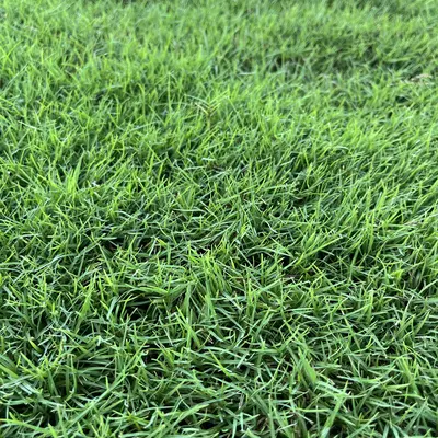 Iron Cutter Bermudagrass Texture