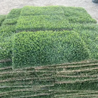 Palisades Zoysia Pallet