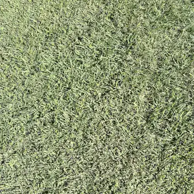 Palisades Zoysia Texture
