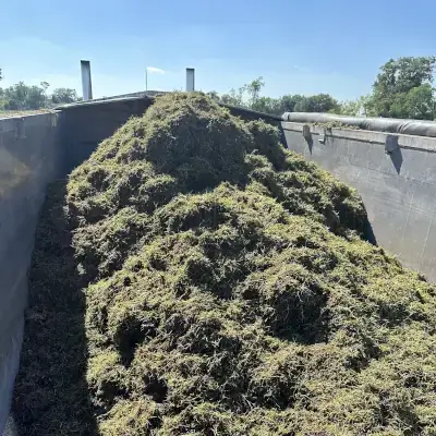 Bulk Platinum TE Paspalum Sprigs