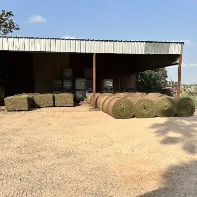 Pallets and Rolls of Platinum TE Paspalum
