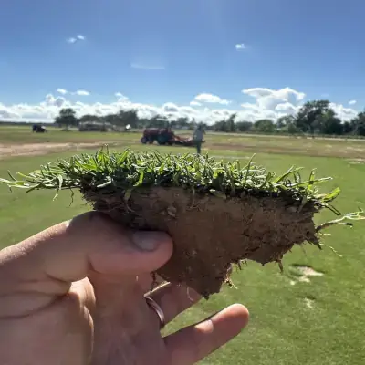 Platinum TE Paspalum Roots