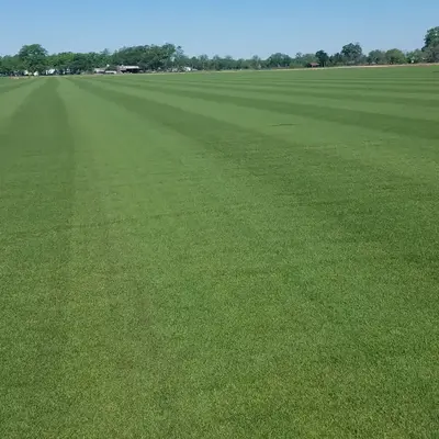 Platinum TE Seashore Paspalum Field