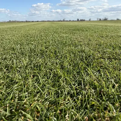 Platinum TE Seashore Paspalum Field