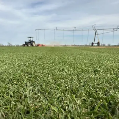 Mowing Platinum TE Seashore Paspalum