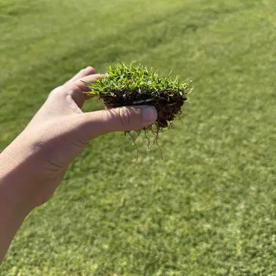 Platinum TE Seashore Paspalum Roots