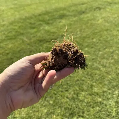 Platinum TE Seashore Paspalum Roots