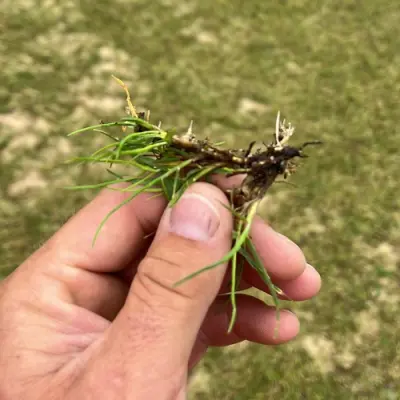 Platinum TE Seashore Paspalum Sprigs - Day 4 Root Development