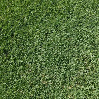 Platinum TE Seashore Paspalum Texture