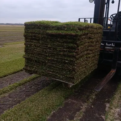 St. Augustine Pallet