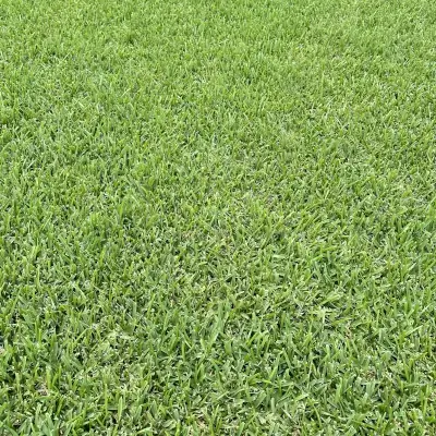 St. Augustine Texture