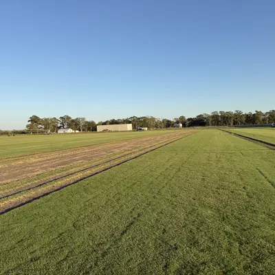 Tahoma 31 Bermudagrass Field