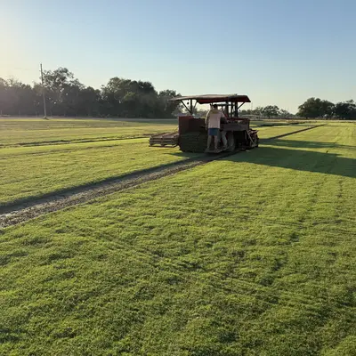 Tahoma 31 Bermudagrass Field