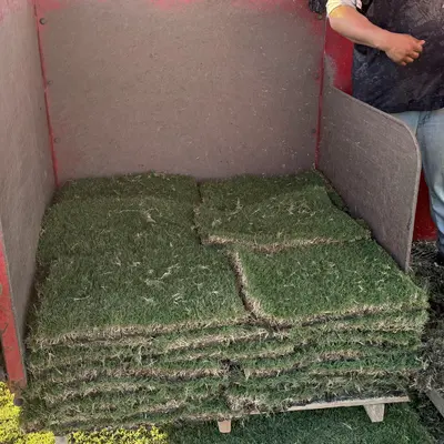 Tahoma 31 Bermudagrass Pallet
