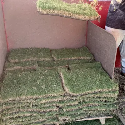 Tahoma 31 Bermudagrass Pallet