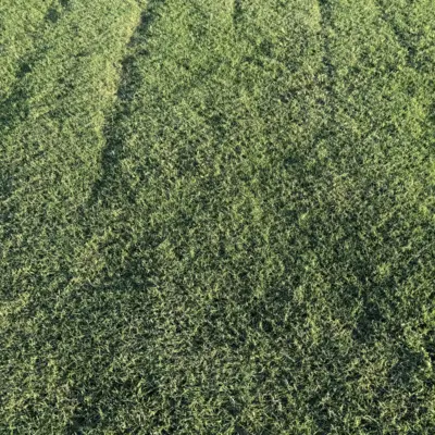 Tahoma 31 Bermudagrass Texture